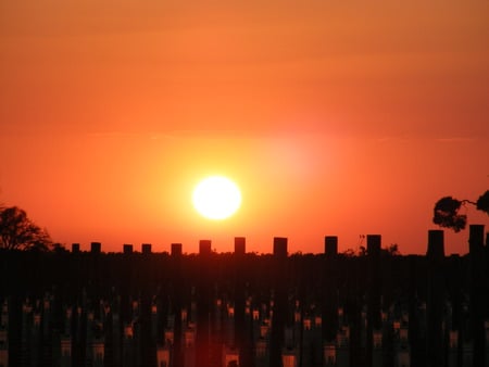 Vineyard Sunset - australia, sunset, bellarine peninsula