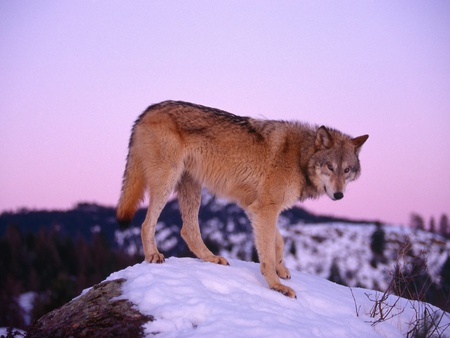 Beige wolf - mammals, animals, wolf, wolves