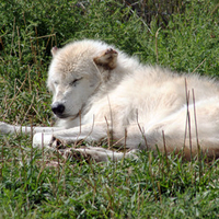 sleeping wolf