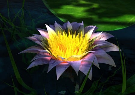 WaterLily - flowers, nature, water, lily