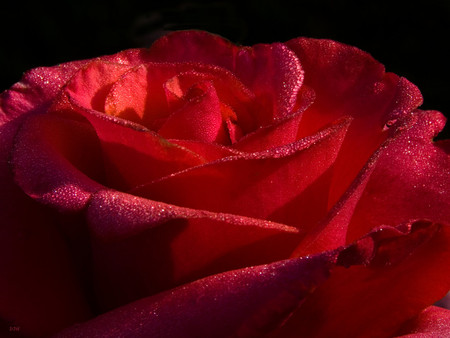 red rose - rose, red