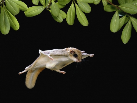 Flying Squirrel - animal, flying, paw, squirrel