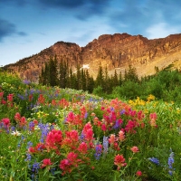 Albion Basin in Northern Utah