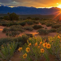 Last light on wildflowers beneath the Henry Mountains