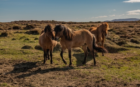 Horses - range, animal, nature, horse