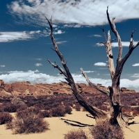 Dead tree, Utah