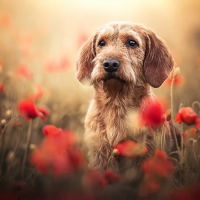 Dog in poppy flower field