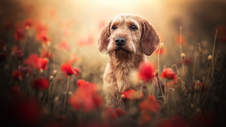 Dog in poppy flower field - animal, Dog, nature, flower