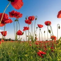 Poppy Meadow