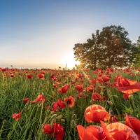 Poppy Meadow