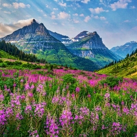 Glacier Wildflowers, Glacier NP