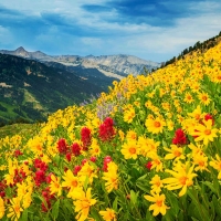 Golden wildlfowers in Little Cottonwood Canyon, Wasatch Mountains, Utah