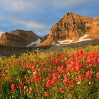 Morning glow with wildflowers on Mount Timpanogos, Utah