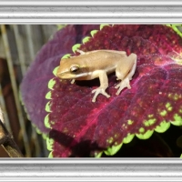 FRAMED FROGS