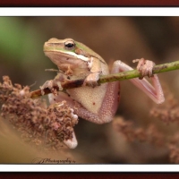 FRAMED FROGS