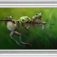 FRAMED FROGS