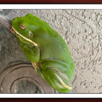 FRAMED FROGS