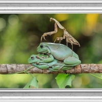 FRAMED FROGS