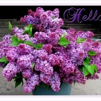 HELLO