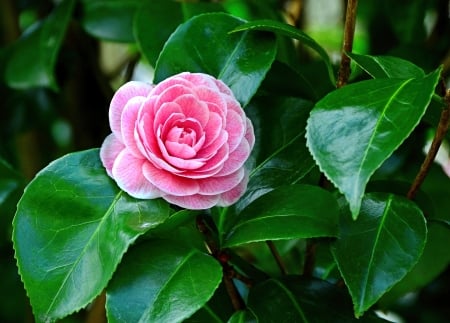 Camelia flower