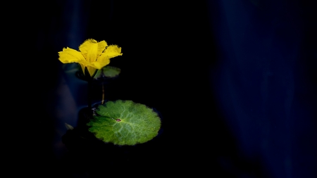 Water Lily - water, water lily, lily, flower