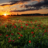 Sunset Poppy Field