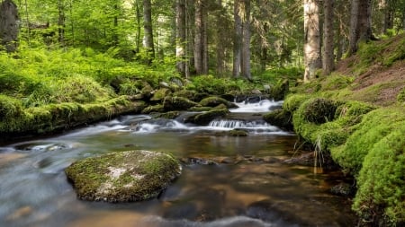 Forest Stream