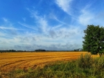 Mowed Cornfield