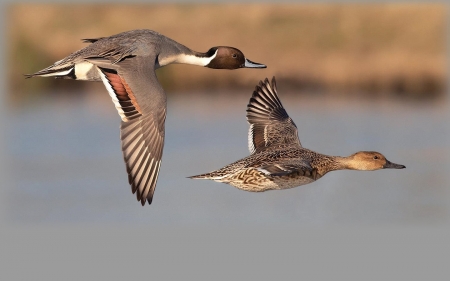Pintail Ducks - Ducks & Animals Background Wallpapers on Desktop Nexus