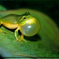 FRAMED FROGS