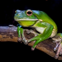 FRAMED FROGS