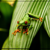 FRAMED FROGS