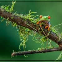 FRAMED FROGS