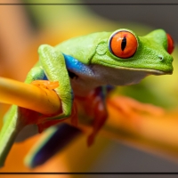 FRAMED FROGS