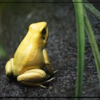 FRAMED FROGS