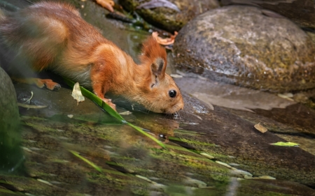 Squirrel - animal, squirrel, tail, water