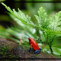 FRAMED FROGS