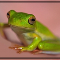 FRAMED FROGS