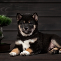 Shiba Inu