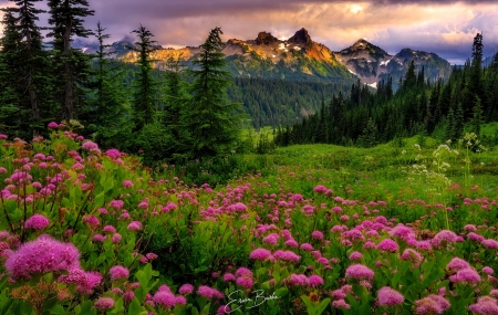 Tatoosh range - greenery, trees, hills, summer, beautiful, grass, mountain, wildflowers, Washington