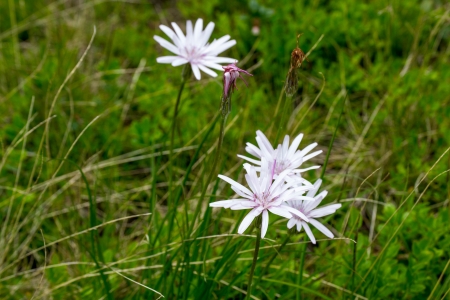 Flori din Muntii Rodnei - aer, cer, ger, ser