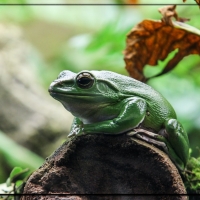 FRAMED FROGS