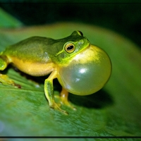 FRAMED FROGS