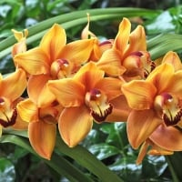 Orchids