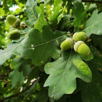 Acorns