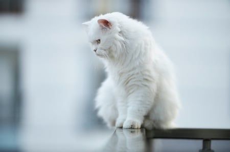 White Persain - white, feline, cat, persain