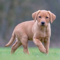 Labrador Retriever Puppy