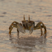 Horned Ghost Crab