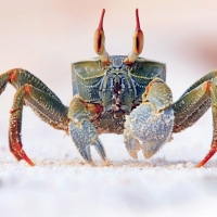 Horned Ghost Crab