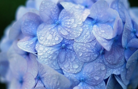 Hydrangea - macro, flower, blue, water drops